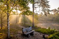 Het bankje in het bos in de vroege ochtend stralen.