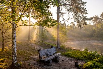 The bench in the woods in the early morning rays.