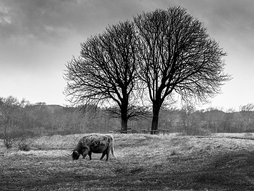 Highlander onder bomen