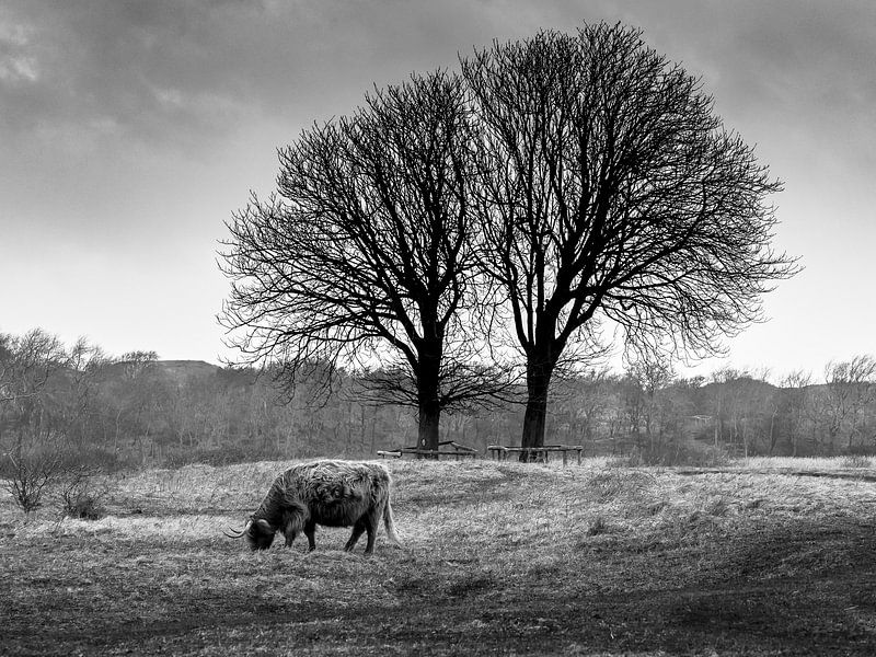 Highlander onder bomen van Dirk van der Plas