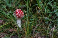 rot mit weißen Punkten Fliegenpilz im Wald von ChrisWillemsen Miniaturansicht