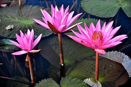 Water lilies in bloom, jewels of Thailand by Frank Photos