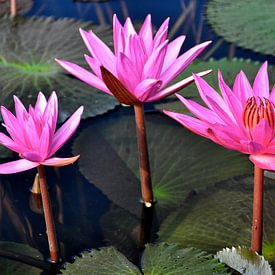 Waterlelies in bloei, juwelen van Thailand van Frank Photos