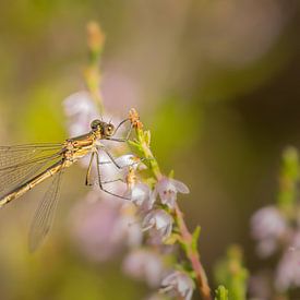 dragonfly by Blackbird PhotoGrafie