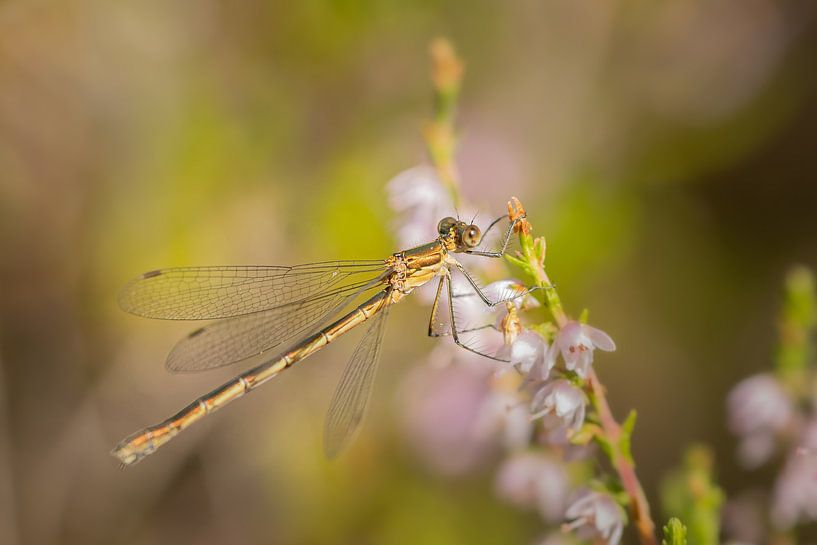 dragonfly by Blackbird PhotoGrafie