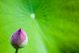 bud of a lotus flower by Marcel Derweduwen