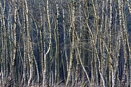 forêt de bouleaux