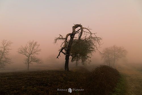 Engbertsdijksvenen in de mist