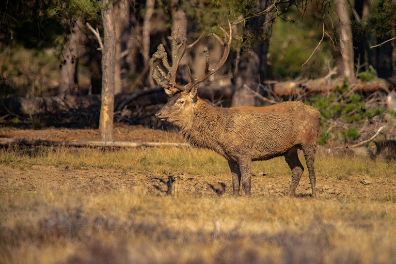 Red deer buck on the Hoge Veluwe, in rutting season by Gert Hilbink