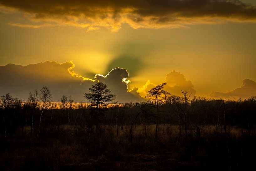 swamp horizon sunlight by Frank Ketelaar