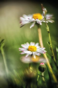 Daisies in the lawn