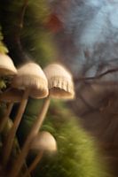 Paddenstoelen