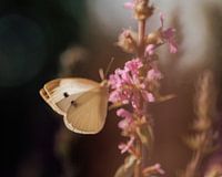 Summer Dream in Pink