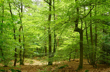 Laubwald mit schönem Licht