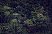 Forest from above
