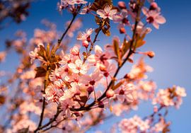 Cherry Blossom by Marloes ten Brinke