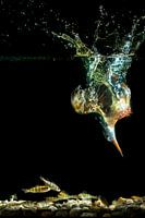 Kingfisher dives for fish under water