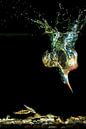 Eisvogeltauchgänge für Fische unter Wasser von Jeroen Stel Miniaturansicht