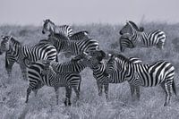 Zèbre Serengeti, Tanzanie