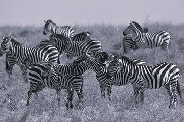 Zebra Serengeti, Tanzania van Marco van Beek