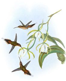Southern Hermit, John Gould by Hummingbirds
