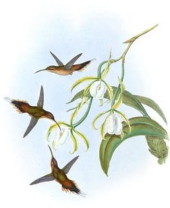 Südlicher Einsiedler, John Gould von Hummingbirds
