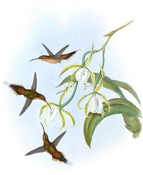 Zuid -Hermit, John Gould van Hummingbirds