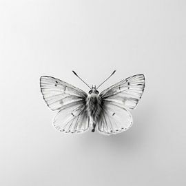 Papillon sur Poster Art Shop
