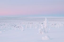 Vue sur les chalets en bois | photographie de voyage | Saariselkä Laponie Finlande sur Kimberley Jekel