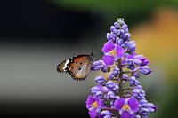 Vlinder