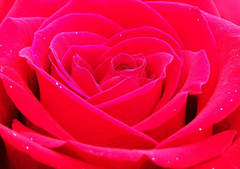 Whole Lotta Rosie par erikaktus gurun