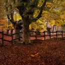 Autumn in Asturias.Oerbos. van Saskia Dingemans Awarded Photographer thumbnail