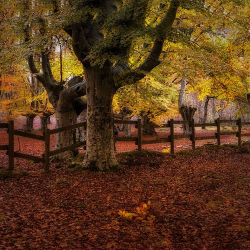 Autumn in Asturias by Saskia Dingemans Awarded Photographer