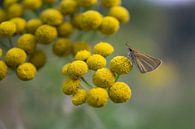 Vlinder op bloem von Juliën van de Hoef Miniaturansicht