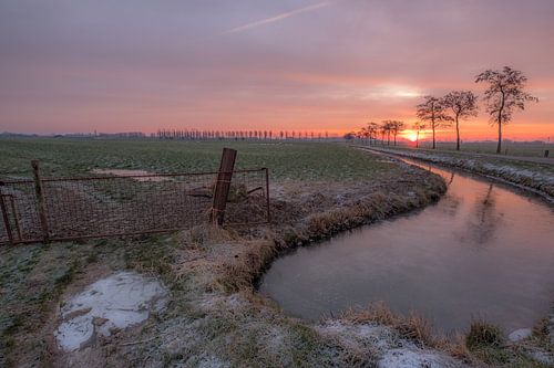 Schapen in de verte