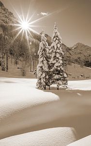 Zwei Winterbäume im Sonnenschein von Christa Kramer