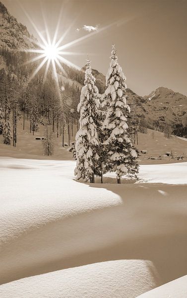 Two winter trees in the sunshine by Christa Kramer