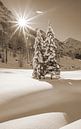 Two winter trees in the sunshine by Christa Kramer thumbnail
