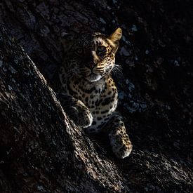 Leopard by Marco Kost