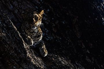 Leopard by Marco Kost