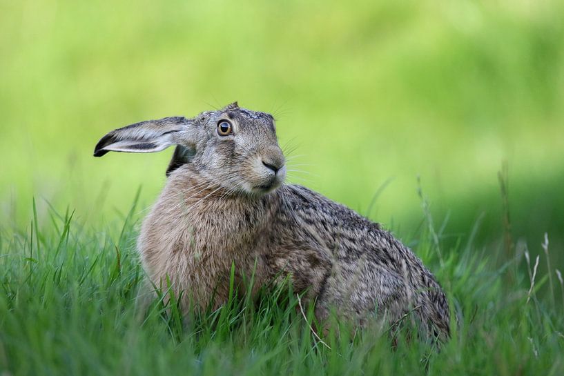 European hare by Jasper Kok