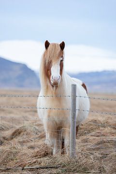 IJslandse pony van PeetMagneet