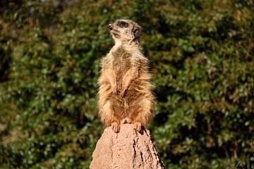 Meerkats