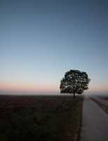 Lonely tree