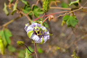 Kronenblume in Curaçao