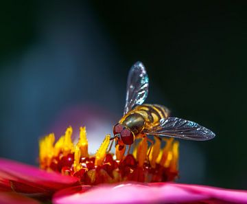 Macro van een zweefvlieg op een dahliabloem van ManfredFotos