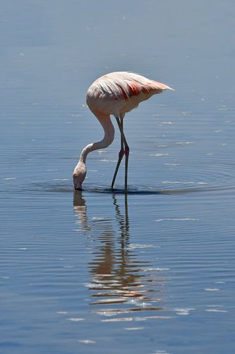 Flamant rose