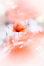 Un coquelicot baigné par les derniers rayons du soleil du soir