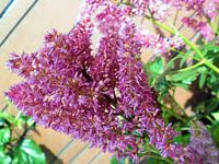 Bloemen