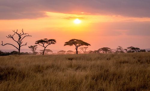 Zonsondergang in de Serengeti